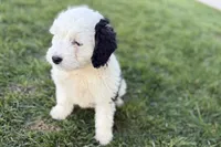 Willow , a female Miniature Bernedoodle for sale in Shipshewana, IN – Photo 9 of 9