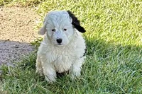 Willow , a female Miniature Bernedoodle for sale in Shipshewana, IN – Photo 5 of 9