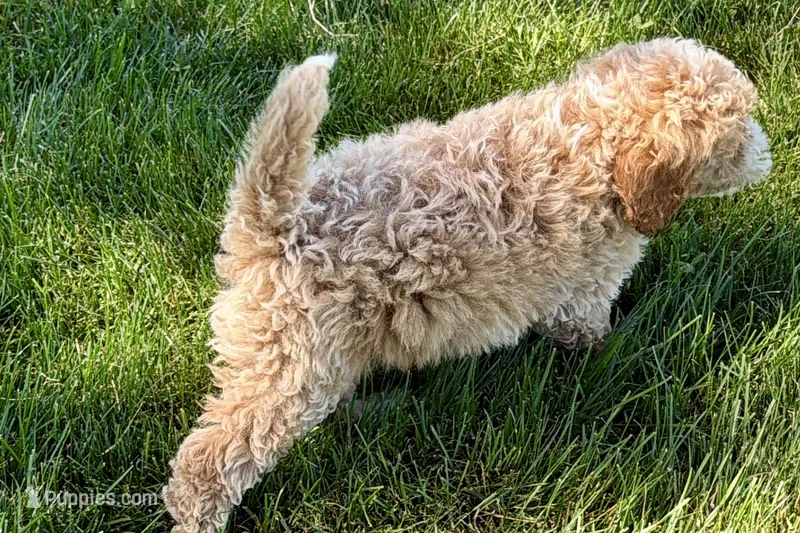 Orvan  – Goldendoodle puppy for sale in Shipshewana, IN
