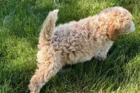 Orvan , a male Goldendoodle for sale in Shipshewana, IN – 1 of 10