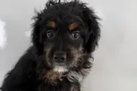 processed/632ae00d-cb25-448f-9769-381ae2030b8e/listing/a7d161af-6435-44c4-b797-9d690085cb24/6c32650b-1cf7-403d-8cca-6a07a649633f