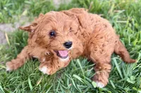 Waldo, a male Miniature Goldendoodle for sale in Shipshewana, IN – 2 of 10