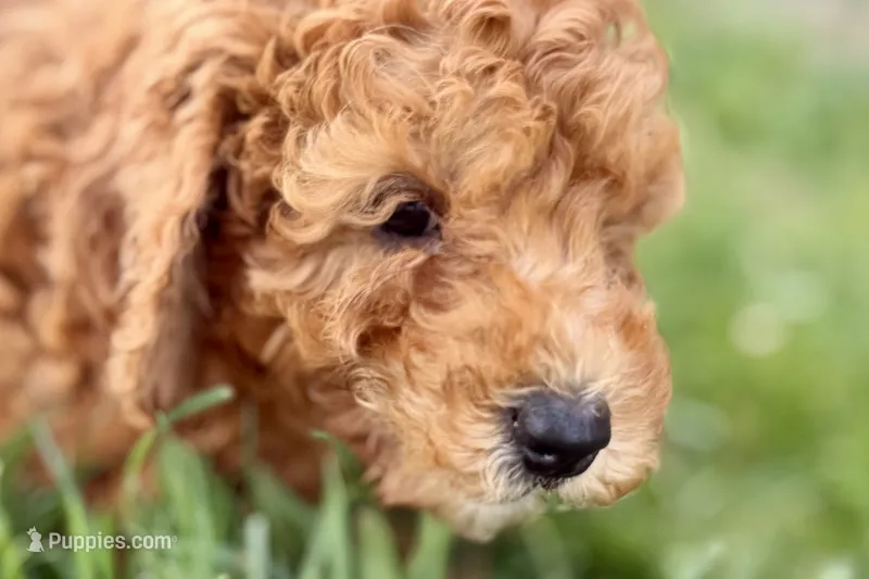 Whisper – Miniature Goldendoodle puppy for sale in Shipshewana, IN
