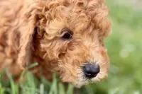 Whisper, a female Miniature Goldendoodle for sale in Shipshewana, IN – 1 of 8