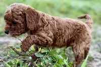 Benny, a male Poodle - Toy  for sale in Shipshewana, IN – 9 of 10