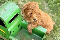 Whisper, a female Miniature Goldendoodle for sale in Shipshewana, IN – 4 of 8