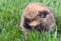 Tina , a female Pomeranian for sale in Shipshewana, IN – 2 of 6