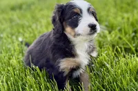 Oaklynn, a female Bernedoodle for sale in Shipshewana, IN – 8 of 10