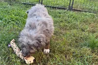 Yulian , a male Miniature Bernedoodle for sale in Shipshewana, IN – 9 of 10
