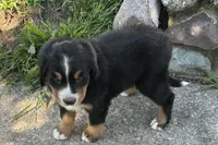 Honey, a female Bernese Mountain Dog for sale in Shipshewana, IN – 2 of 6