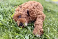 Waldo, a male Miniature Goldendoodle for sale in Shipshewana, IN – 10 of 10