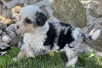 Jara, a female Bernedoodle for sale in Shipshewana, IN – 4 of 6