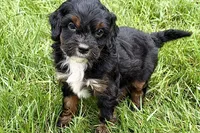 Omar, a male Bernedoodle for sale in Shipshewana, IN – 5 of 10