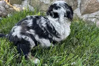 Jimmy, a male Bernedoodle for sale in Shipshewana, IN – 6 of 8