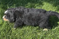 Happy , a male Bernese Mountain Dog for sale in Shipshewana, IN – 2 of 6