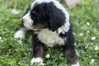Yvette, a female Bernese Mountain Dog and Miniature Bernedoodle for sale in Shipshewana, IN – 4 of 8