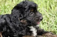 Olivia , a female Miniature Bernedoodle for sale in Shipshewana, IN – 5 of 9