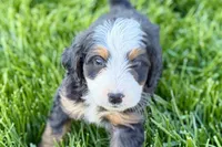 Oreo, a male Bernedoodle for sale in Shipshewana, IN – 4 of 10