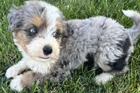 Javie , a male Bernedoodle for sale in Shipshewana, IN – 2 of 6