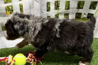 Duke, a male Miniature Bernedoodle for sale in Shipshewana, IN – Photo 2 of 3