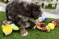 Duke, a male Miniature Bernedoodle for sale in Shipshewana, IN – Photo 1 of 3
