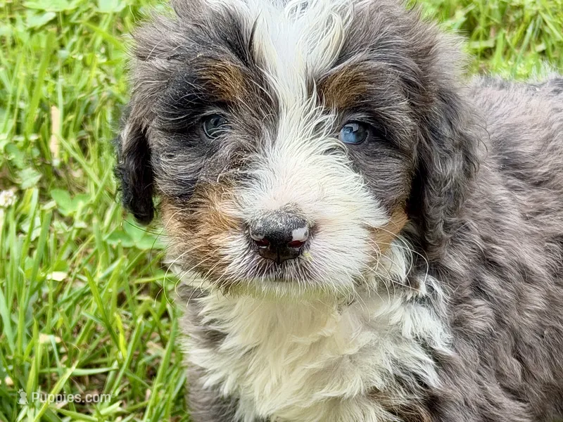 Yale  – Bernese Mountain Dog, Miniature Bernedoodle puppy for sale in Shipshewana, IN