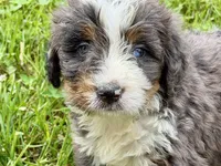 Yale , a male Bernese Mountain Dog and Miniature Bernedoodle for sale in Shipshewana, IN – 1 of 9