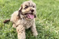 York, a male Goldendoodle for sale in Shipshewana, IN – 6 of 10