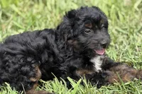Olivia , a female Miniature Bernedoodle for sale in Shipshewana, IN – 4 of 9