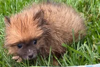 Uma, a female Pomeranian for sale in Shipshewana, IN – 4 of 6