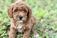 Bailey, a female Poodle - Toy  for sale in Shipshewana, IN – 5 of 10