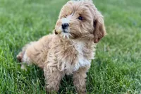 Olive , a female Goldendoodle for sale in Shipshewana, IN – 7 of 9