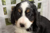 Noelle, a female Bernese Mountain Dog and Miniature Bernedoodle for sale in Shipshewana, IN – Photo 2 of 7
