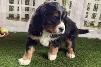 Nolan, a male Bernese Mountain Dog and Miniature Bernedoodle for sale in Shipshewana, IN – Photo 8 of 10