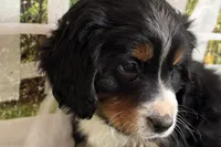 Nolan, a male Bernese Mountain Dog and Miniature Bernedoodle for sale in Shipshewana, IN – Photo 6 of 10