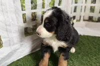 Noelle, a female Bernese Mountain Dog and Miniature Bernedoodle for sale in Shipshewana, IN – Photo 6 of 7