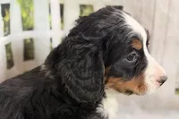 Noelle, a female Bernese Mountain Dog and Miniature Bernedoodle for sale in Shipshewana, IN – Photo 5 of 7