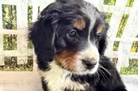Nolan, a male Bernese Mountain Dog and Miniature Bernedoodle for sale in Shipshewana, IN – Photo 1 of 10