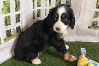 Noelle, a female Bernese Mountain Dog and Miniature Bernedoodle for sale in Shipshewana, IN – Photo 7 of 7