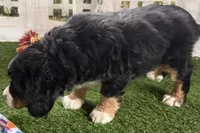 Nolan, a male Bernese Mountain Dog and Miniature Bernedoodle for sale in Shipshewana, IN – Photo 9 of 10