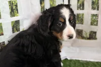 Noelle, a female Bernese Mountain Dog and Miniature Bernedoodle for sale in Shipshewana, IN – Photo 3 of 7