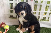 Nolan, a male Bernese Mountain Dog and Miniature Bernedoodle for sale in Shipshewana, IN – Photo 10 of 10