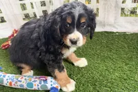 Nolan, a male Bernese Mountain Dog and Miniature Bernedoodle for sale in Shipshewana, IN – Photo 5 of 10