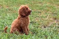 Chip, a male Poodle - Toy  for sale in Shipshewana, IN – 9 of 9