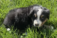 Ham, a male Bernese Mountain Dog for sale in Shipshewana, IN – 5 of 7