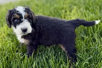 Ollie, a male Bernedoodle for sale in Shipshewana, IN – 6 of 10