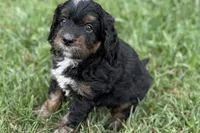 Orbit, a male Bernedoodle for sale in Shipshewana, IN – 4 of 9