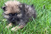 Ursula, a female Pomeranian for sale in Shipshewana, IN – 5 of 6