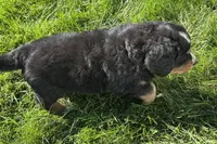 Happy , a male Bernese Mountain Dog for sale in Shipshewana, IN – 6 of 6