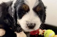 Wags, a male Miniature Bernedoodle for sale in Shipshewana, IN – Photo 4 of 10